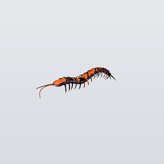 Ginger Rumble, a centipede