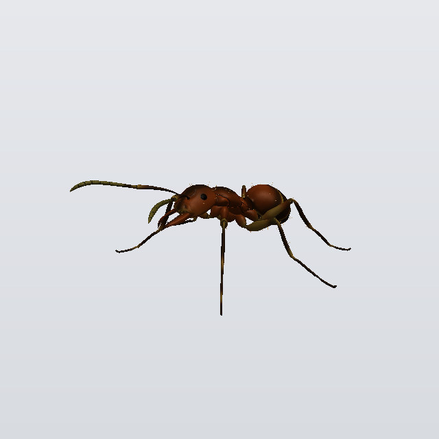 Aunt Sassy, a fireant