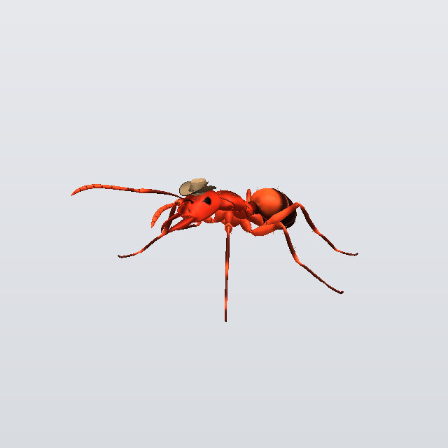 Shadow Countess, a fireant