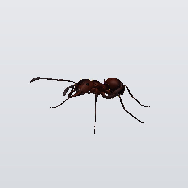 Mustard Dagger, a fireant