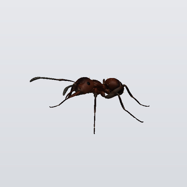 Thunder Skitter, a fireant