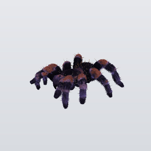 Ginger Dread, a tarantula