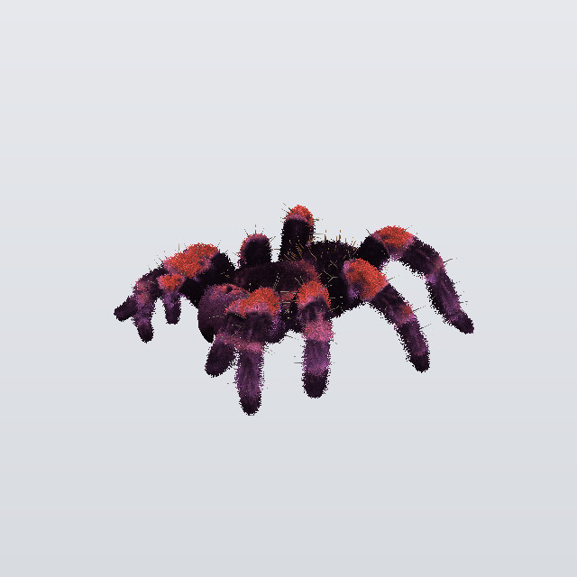 Humble Fury, a tarantula