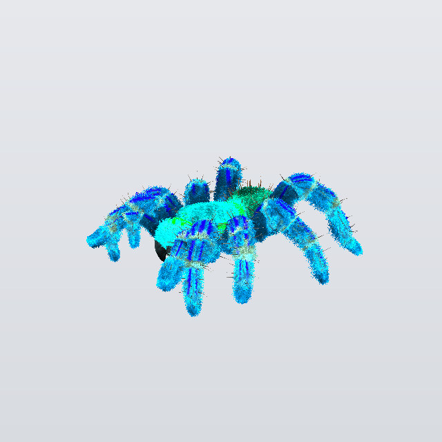 Walnut Husk, a tarantula