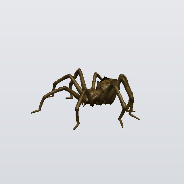 Morning Patience, a spider