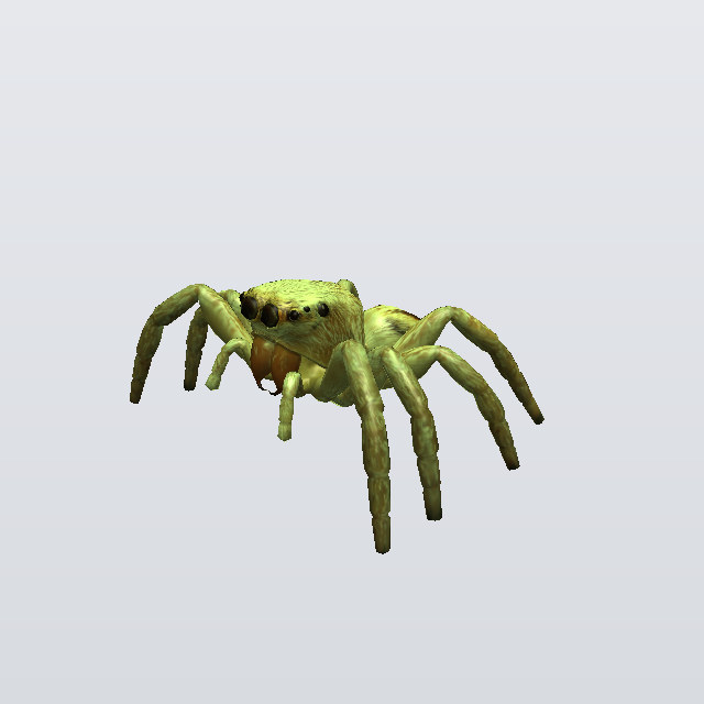 Gravel Orbweb, a jumper